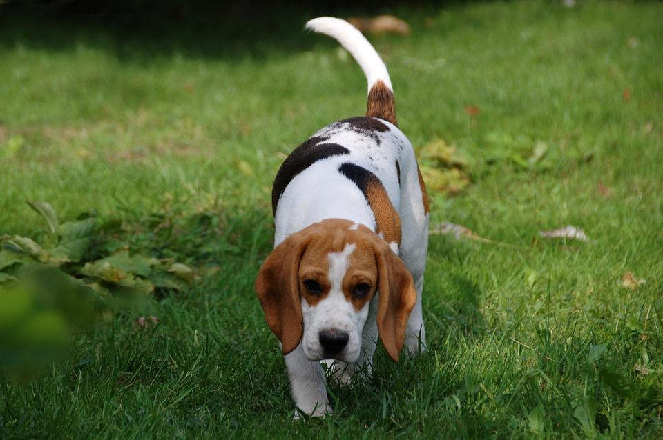 Cachorro beagle 19164585